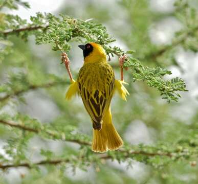 Image of African Masked Weaver