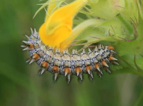 Image of Red-Band Fritillary