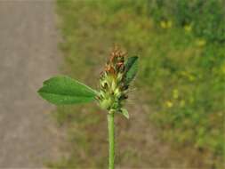 Image of knotted clover