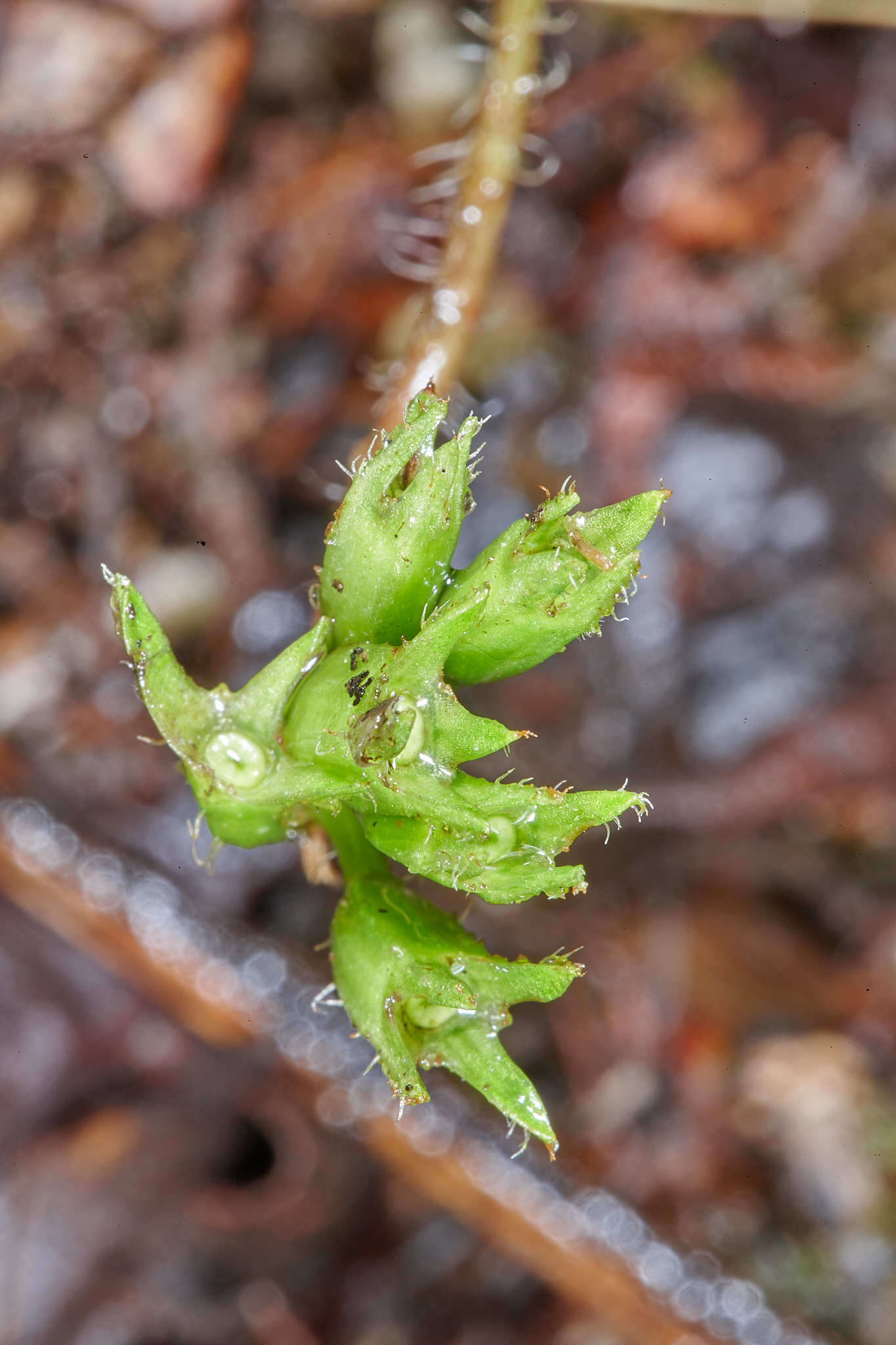 Image of Hoffmannia phoenicopoda K. Schum.