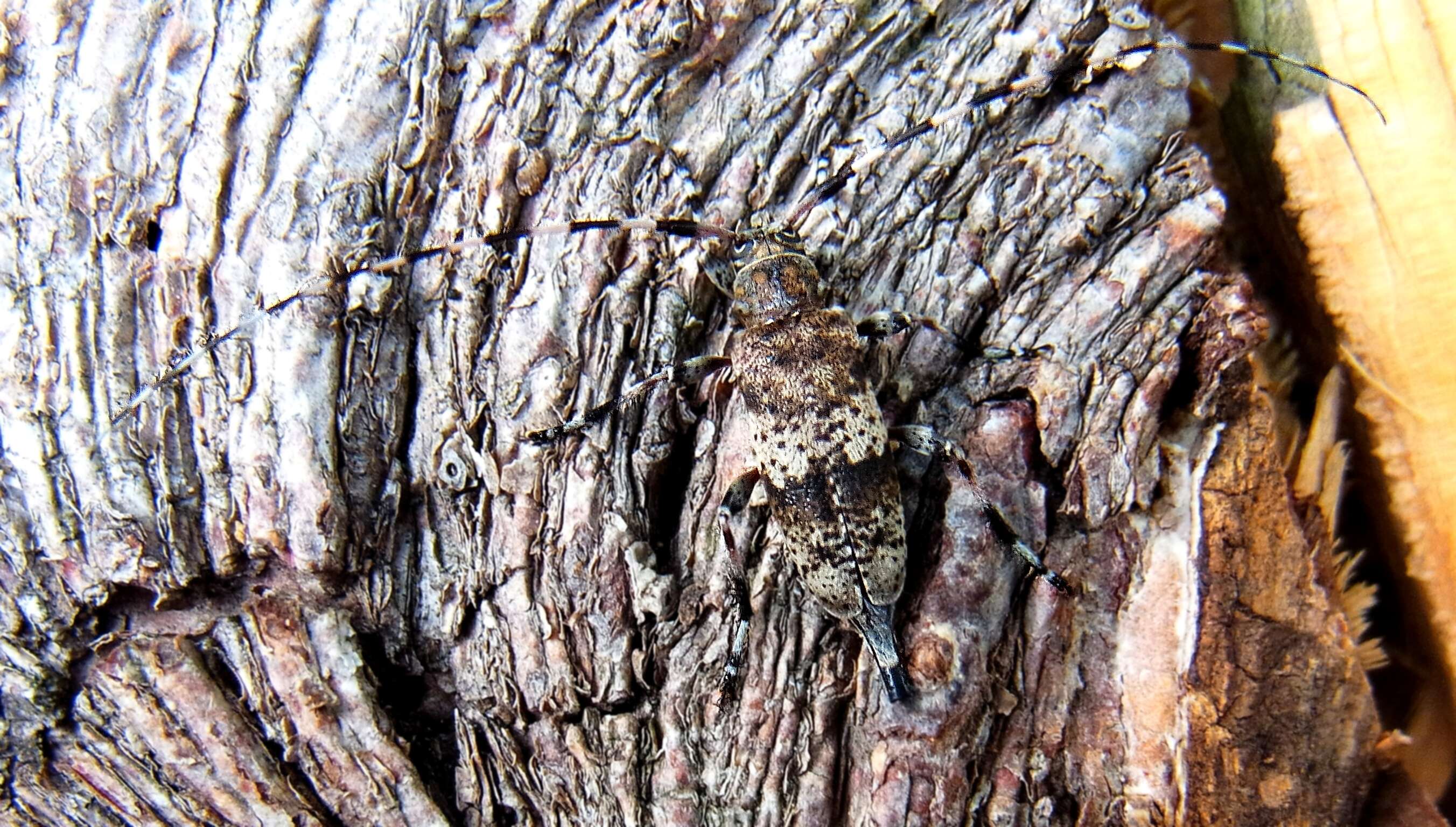 Image of Acanthocinus griseus (Fabricius 1793)