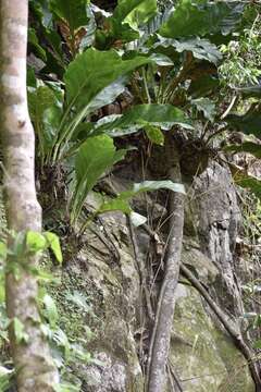 Image de Anthurium cubense Engl.