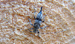 Image of Acanthocinus griseus (Fabricius 1793)