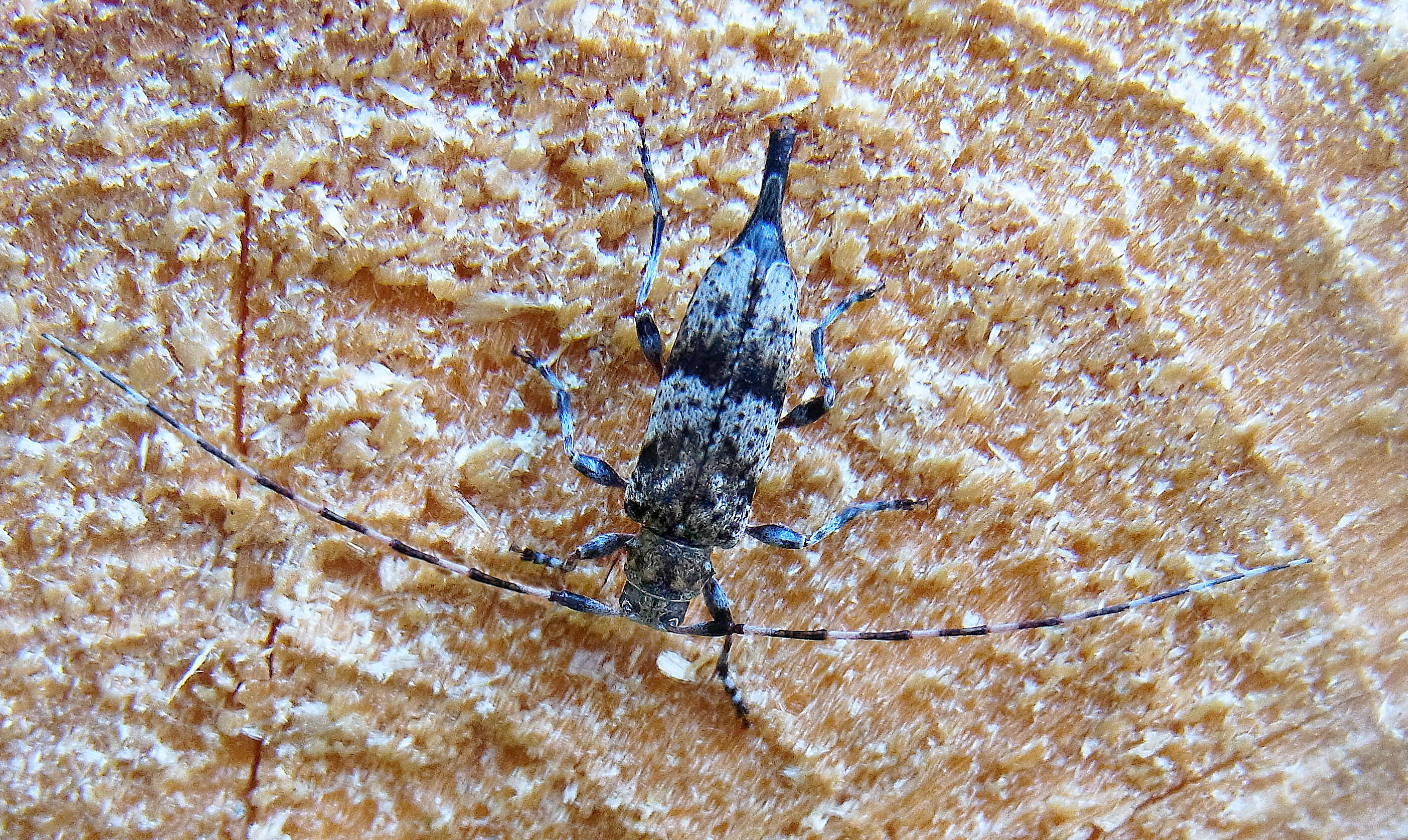 Image of Acanthocinus griseus (Fabricius 1793)