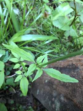 Image of Valeriana flaccidissima Maxim.