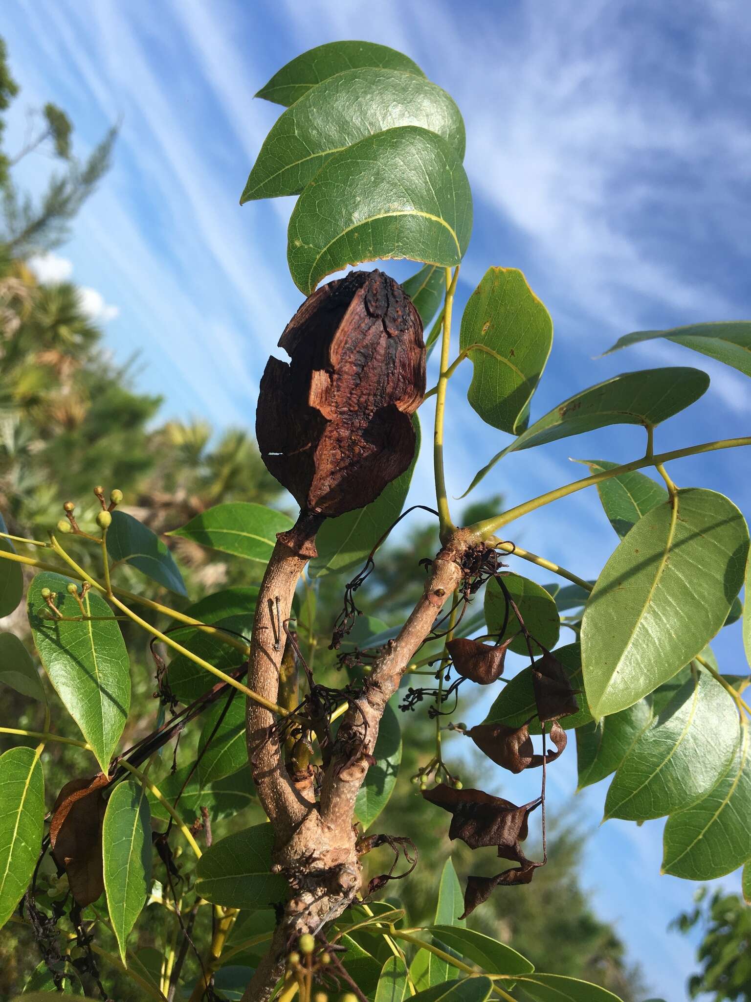 Image of American Mahogany