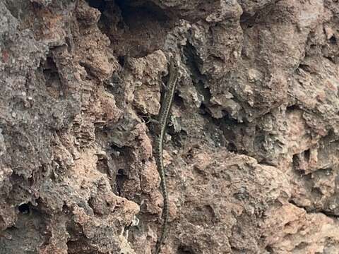 Image of East-African Snake-eyed Skink