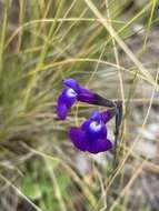 Imagem de Salvia coahuilensis Fernald