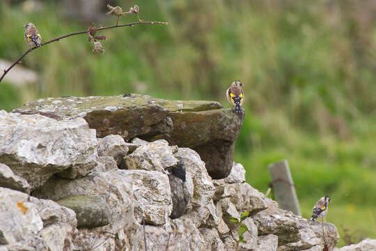 Imagem de Carduelis carduelis (Linnaeus 1758)