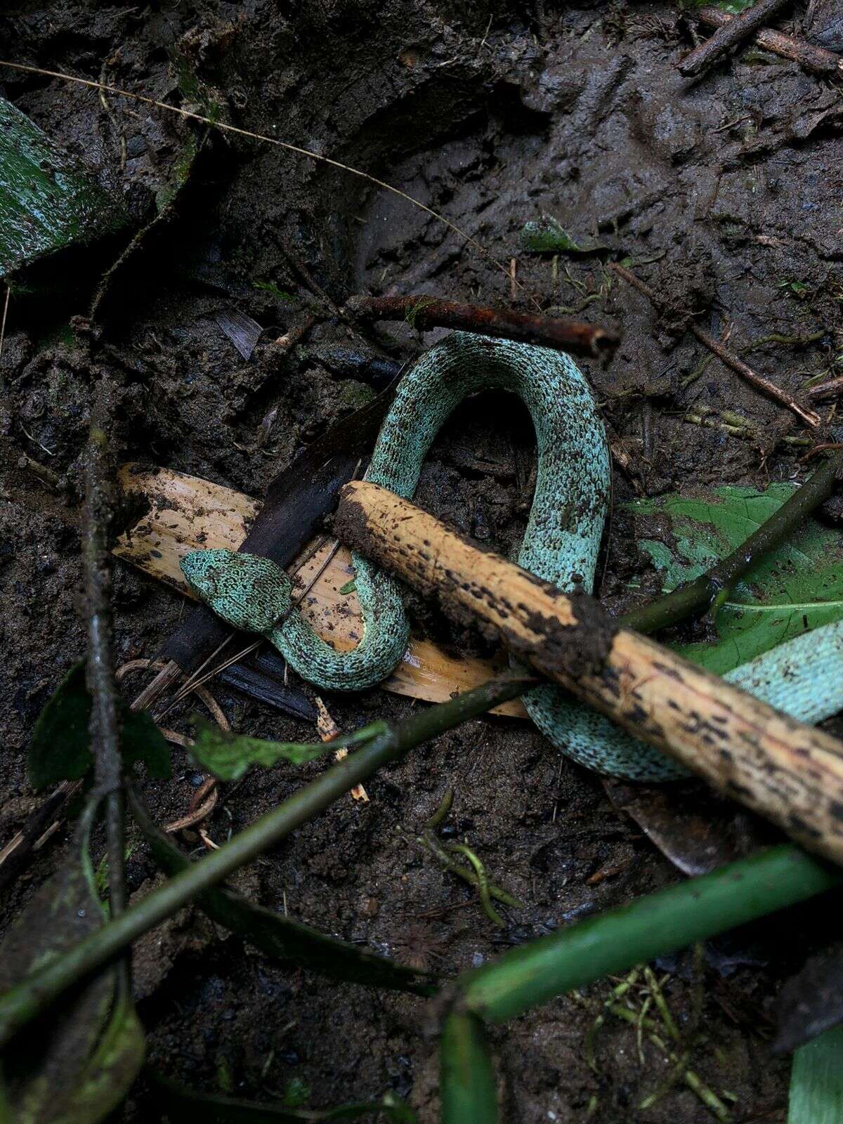 Image of Green Jararaca