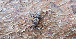Image of Acanthocinus griseus (Fabricius 1793)