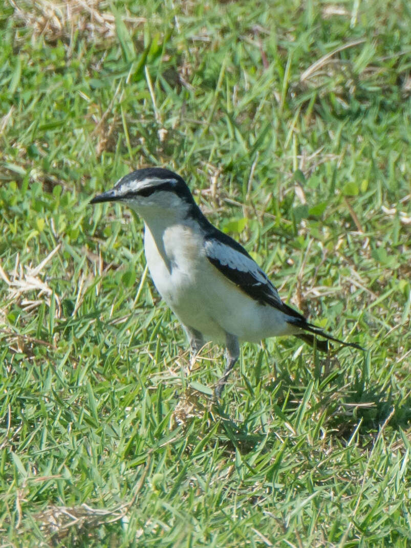 Image of White-shouldered Triller