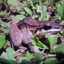 Imagem de Leptodactylus didymus Heyer, García-Lopez & Cardoso 1996