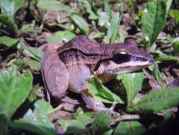 Plancia ëd Leptodactylus didymus Heyer, García-Lopez & Cardoso 1996