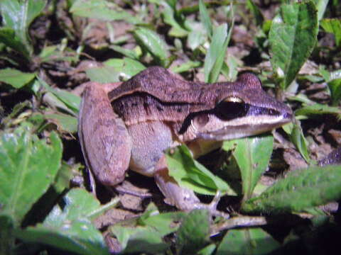 Image de Leptodactylus didymus Heyer, García-Lopez & Cardoso 1996