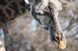 Image of Giraffe