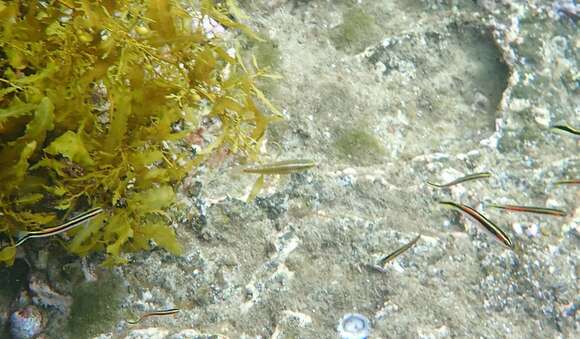 Image of Blue-ribbon wrasse