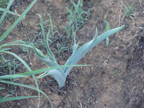 Image of Hemiphylacus latifolius S. Watson