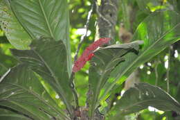 Image of Anthurium hacumense Engl.