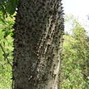 صورة Ceiba glaziovii (Kuntze) K. Schum.