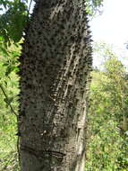 Image of Ceiba glaziovii (Kuntze) K. Schum.