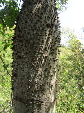 صورة Ceiba glaziovii (Kuntze) K. Schum.