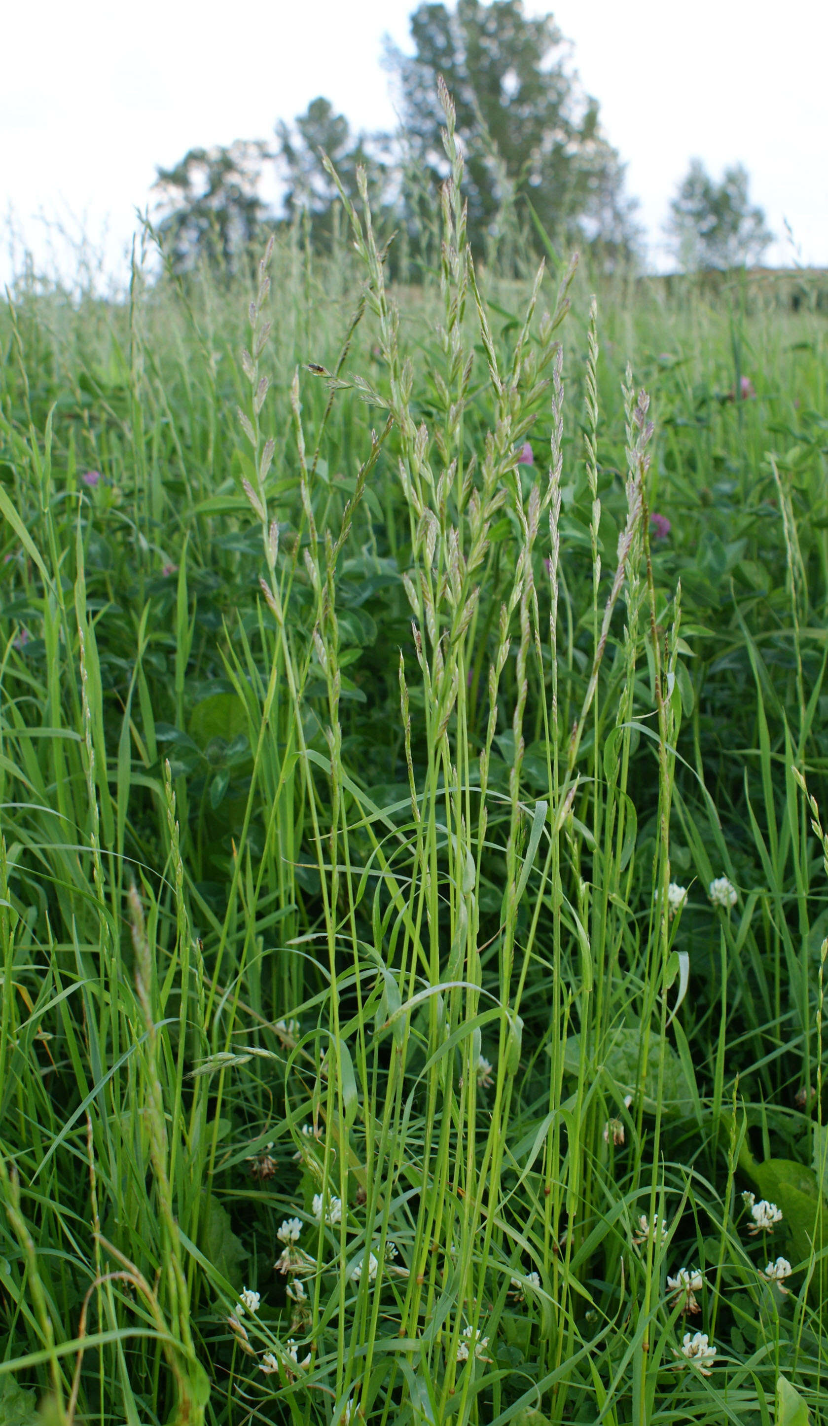 Image of Italian Rye Grass