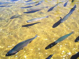 Image of Rainbow Trout