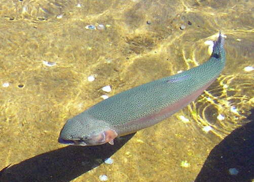 Image of Rainbow Trout