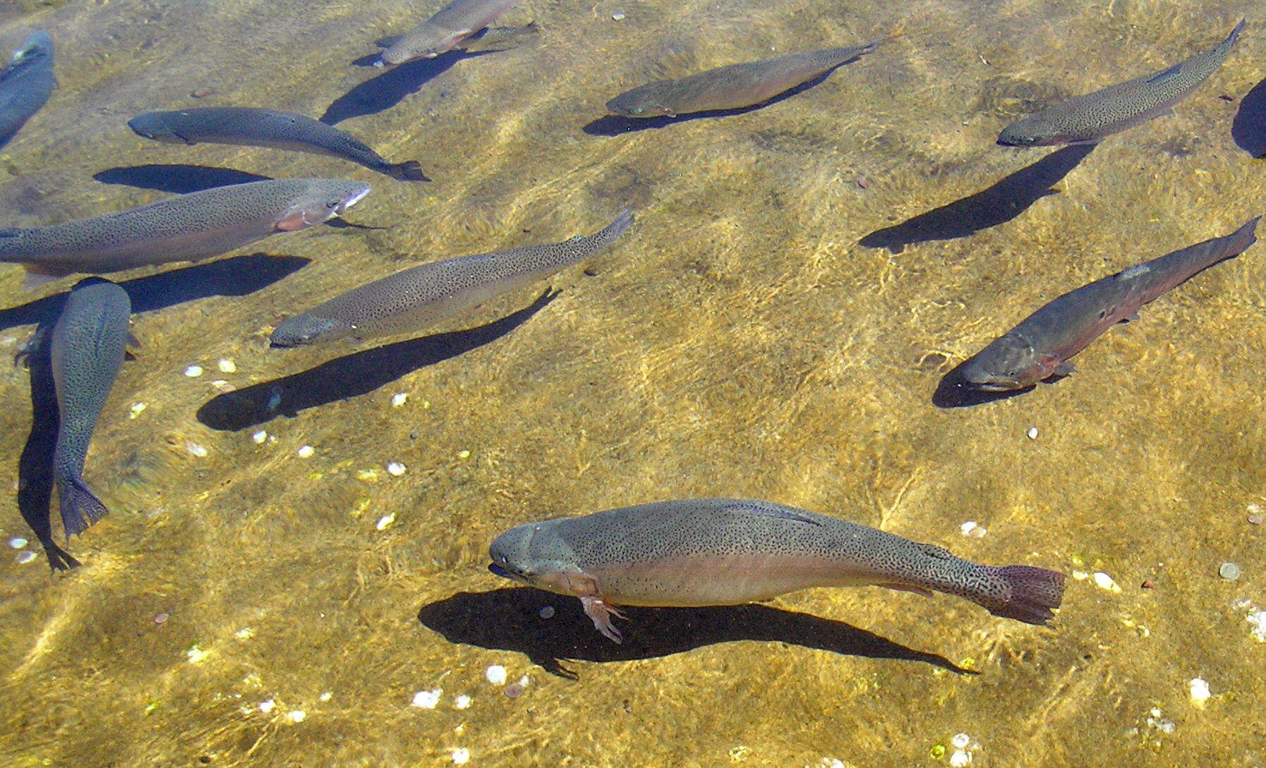 Image of Rainbow Trout