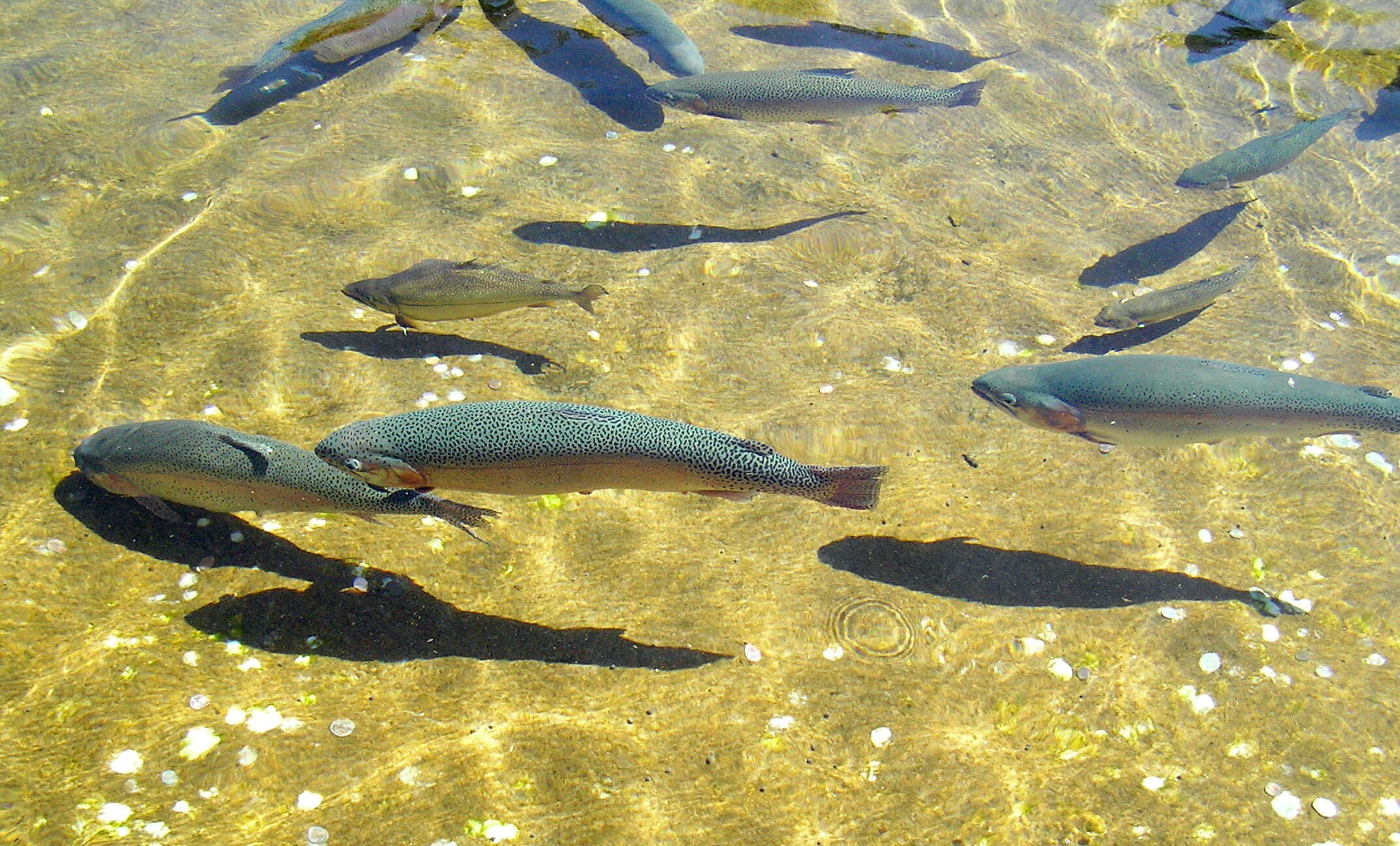 Image of Rainbow Trout