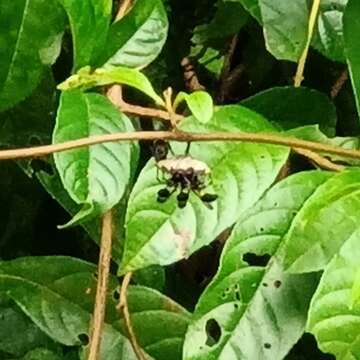 Image of Polistes tenebris Nguyen & Lee 2017