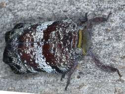 Image of Platybrachys decemmacula (Walker 1851)