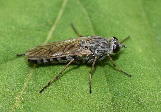 Image of Anabarhynchus niveus Lyneborg 2001