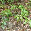 Image de Nothocissus sterculiifolia (F. Müll. ex Benth.) Latiff