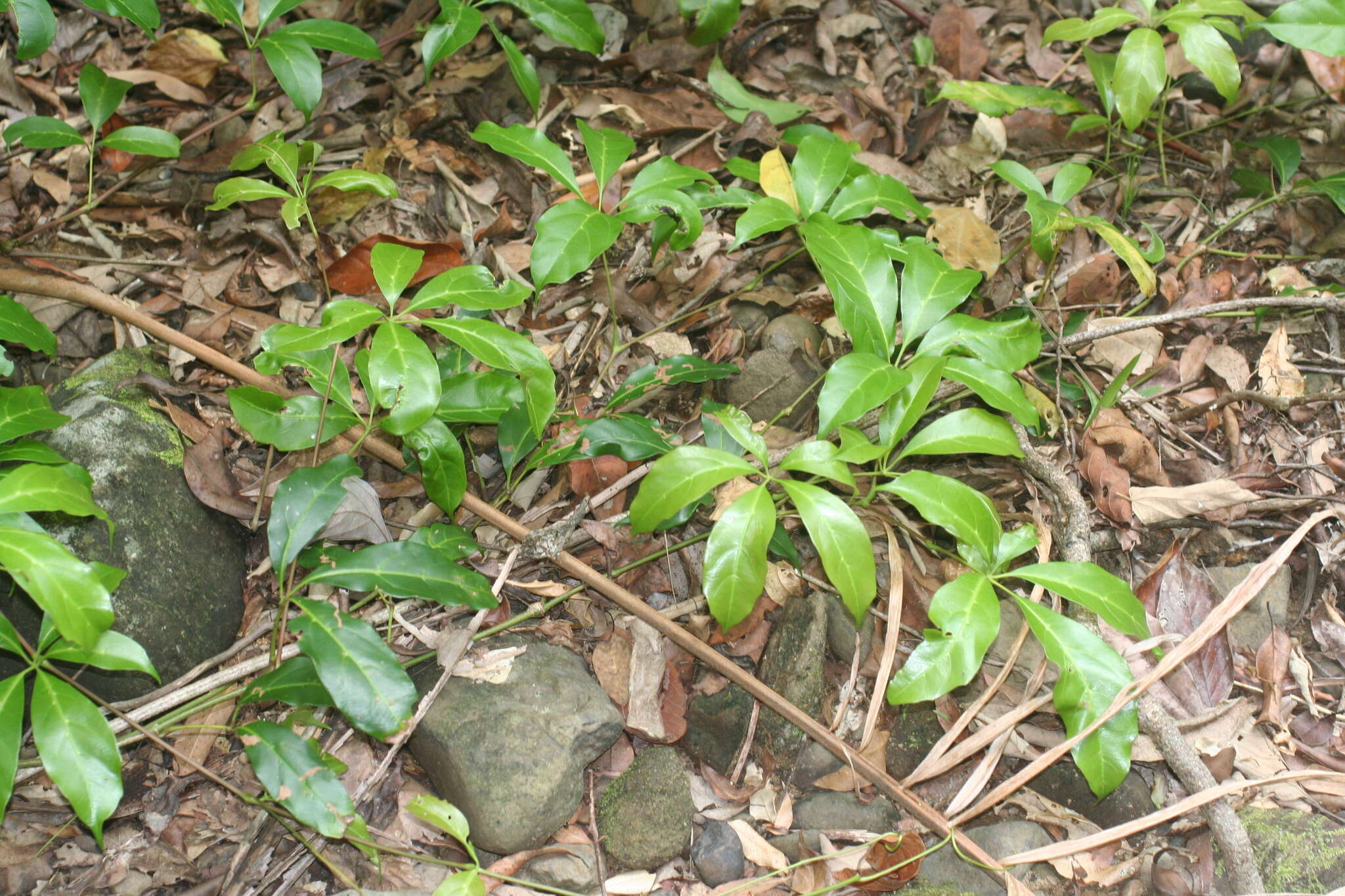 Image of Nothocissus sterculiifolia (F. Müll. ex Benth.) Latiff