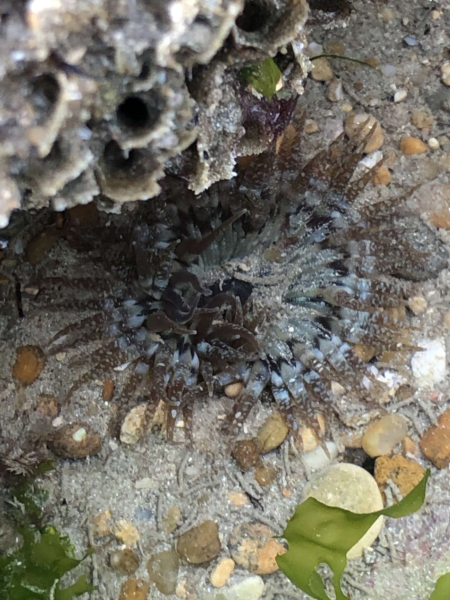 Image of red speckled anemone