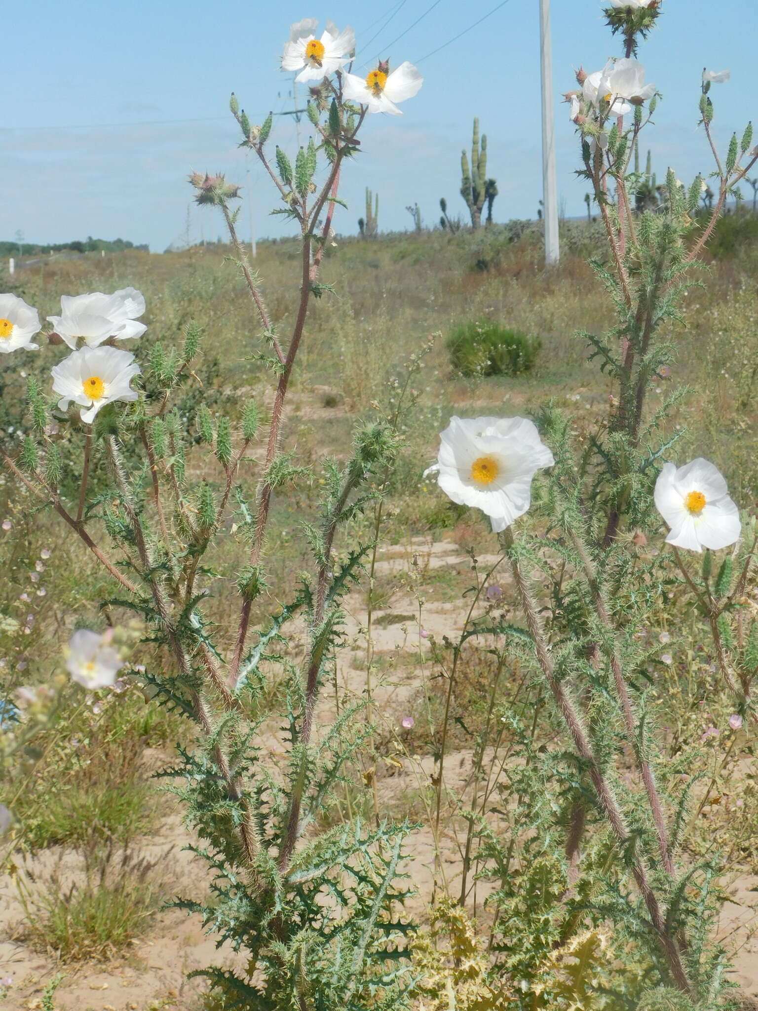 Image of Sonoran pricklypoppy