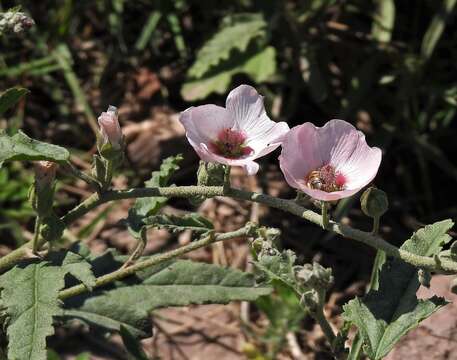 Image of Sphaeralcea chenopodifolia A. P. Rodrigo