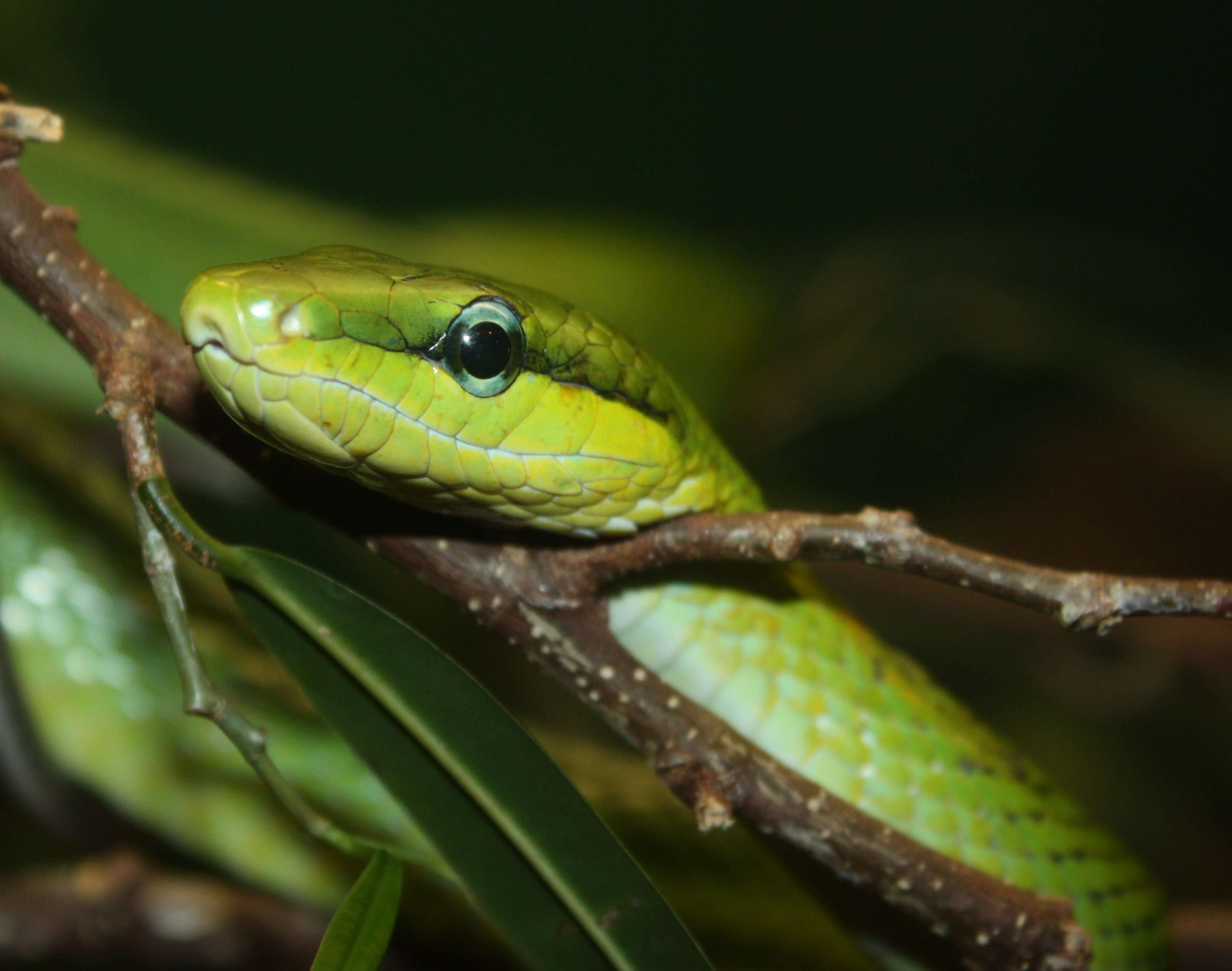 Image of Arboreal Rat Snake