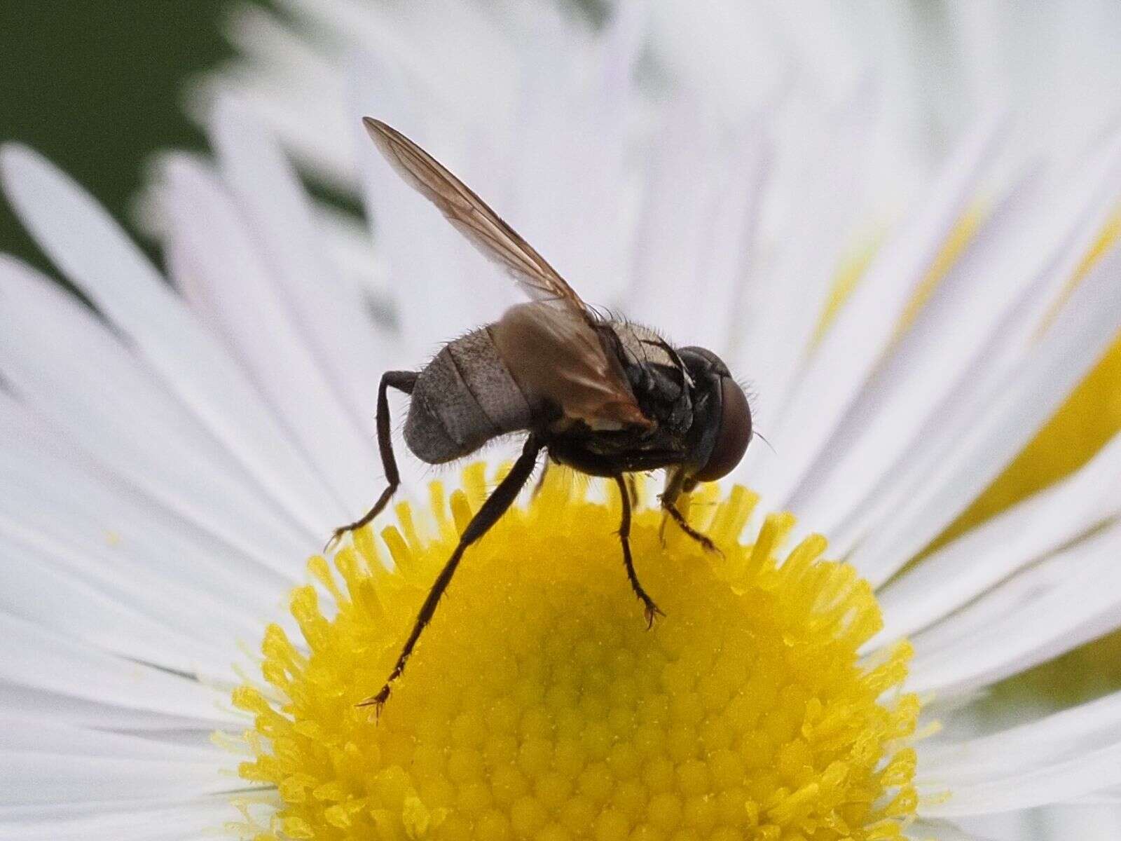 Image of Phasia obesa (Fabricius 1798)