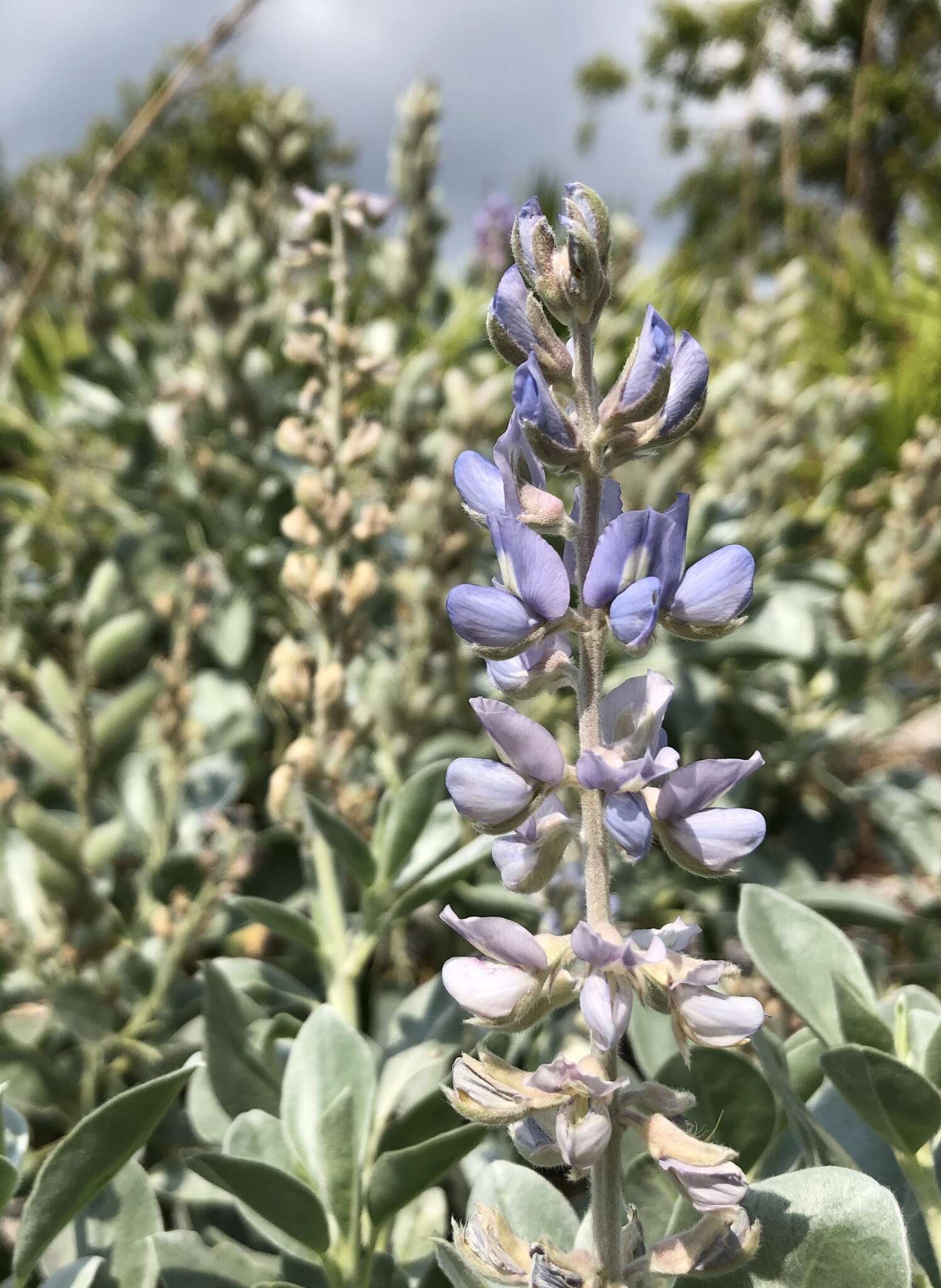 Image of sky-blue lupine