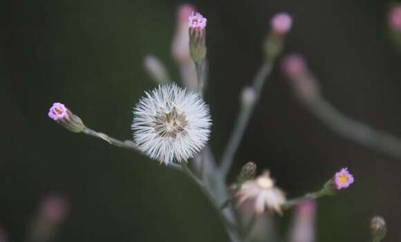 Imagem de Symphyotrichum subulatum var. parviflorum (Nees) S. D. Sundberg