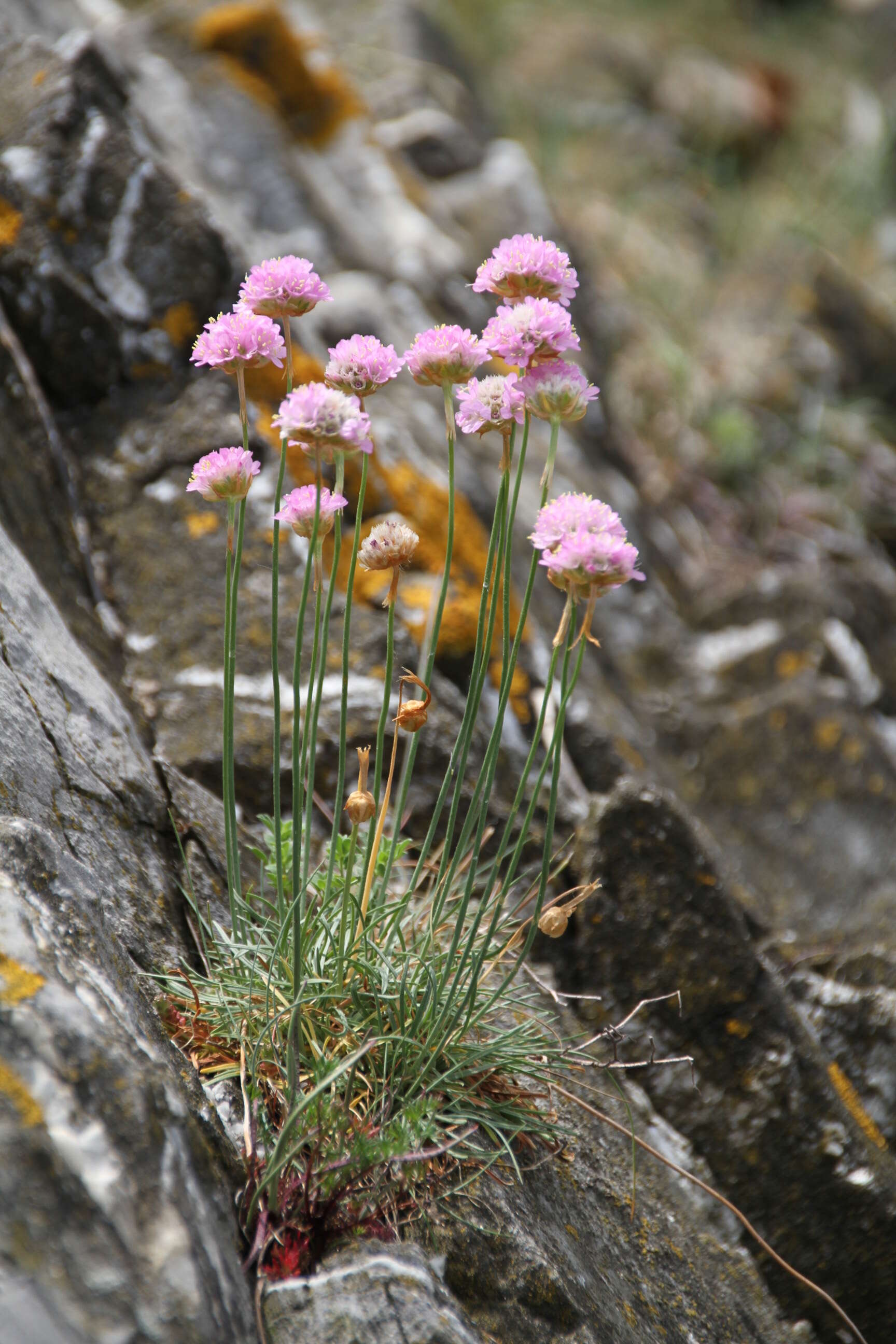 Image of thrift seapink