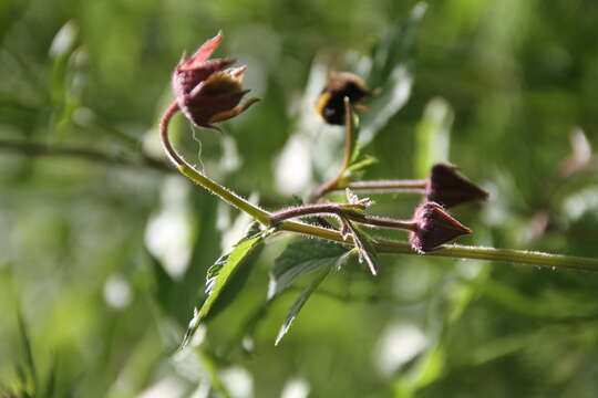 Image of Water Avens