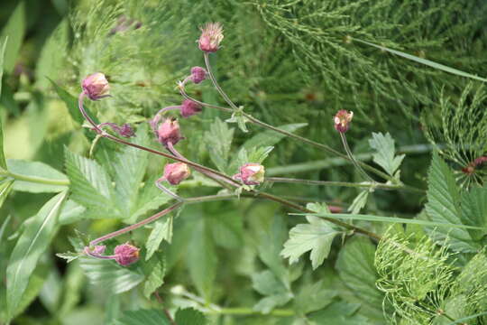 Image of Water Avens