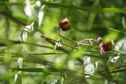 Image of Water Avens