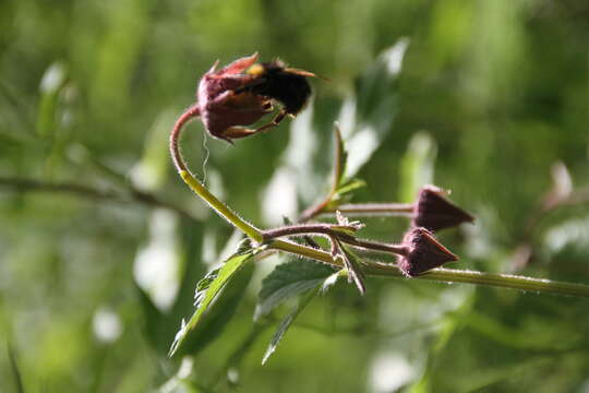 Image of Water Avens