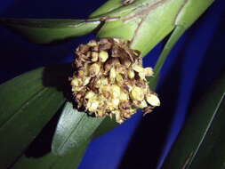 Image of Agrostophyllum occidentale Schltr.