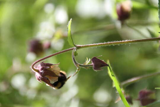 Image of Water Avens